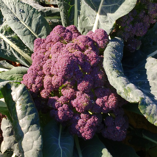 Broccoli Purple Rain